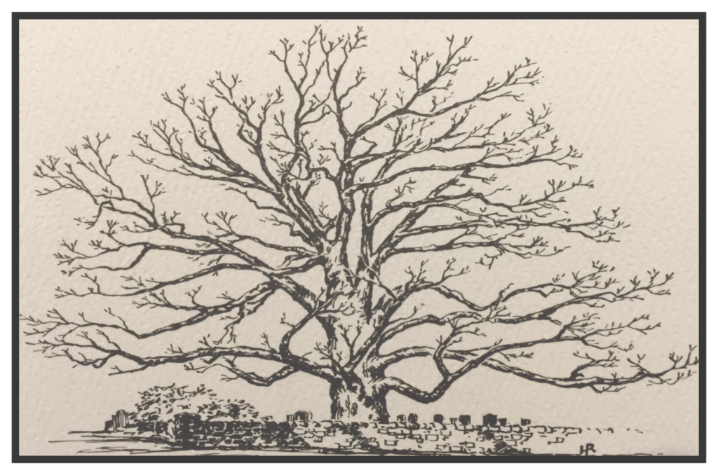 Basking Ridge Oak Tree Update