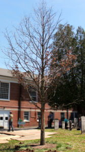 The Baby Oak, transplanted to it's present location behind the church