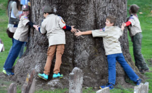 Boy scouts stretched arm to arm, encircling the trunk of the old oak tree